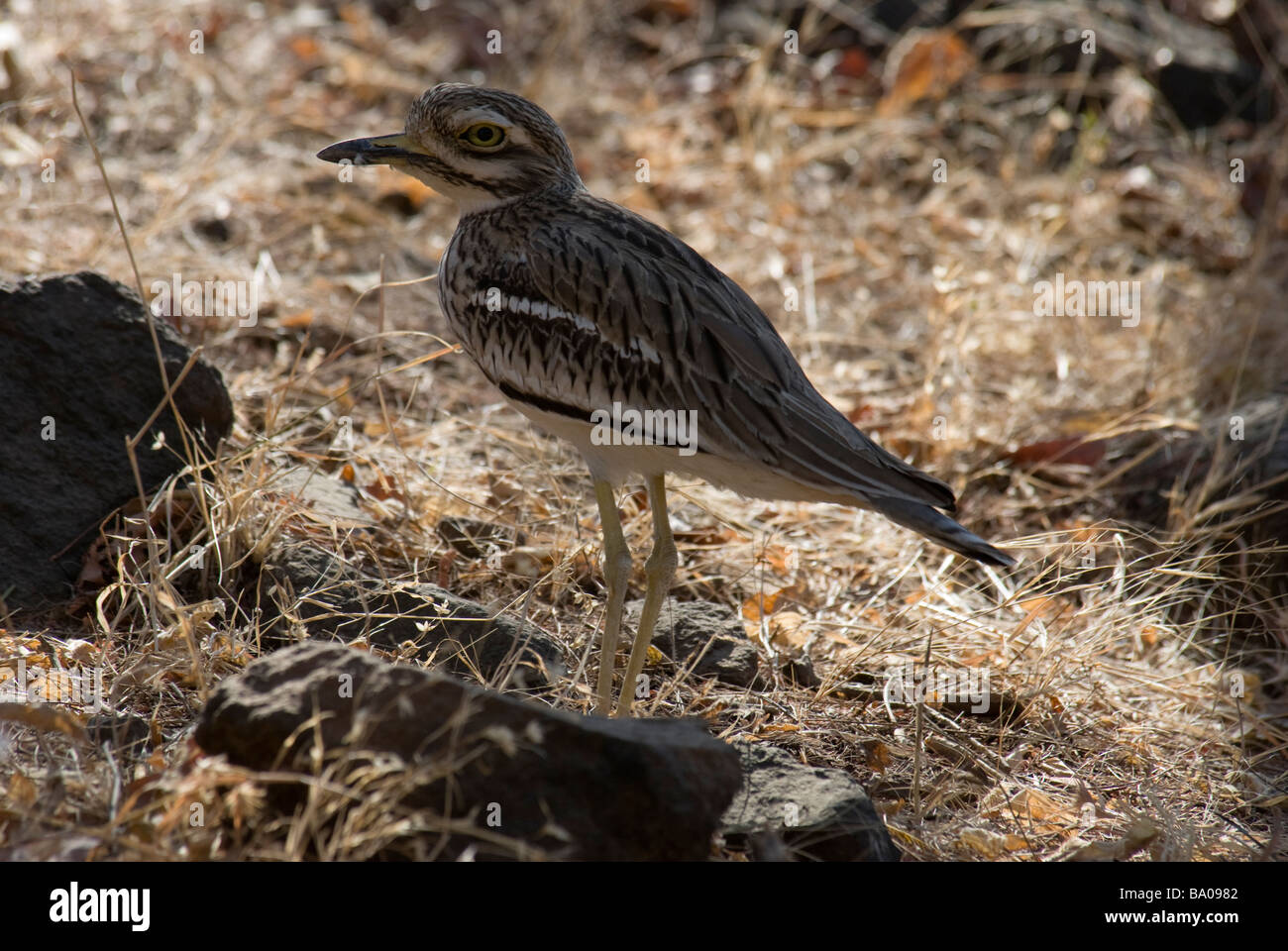 Oedicnème criard Burhinus bistriatus debout dans son habitat typique Banque D'Images