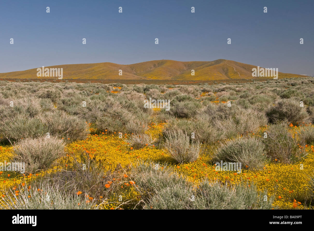 Antelope Valley California Poppy Réserver Banque D'Images