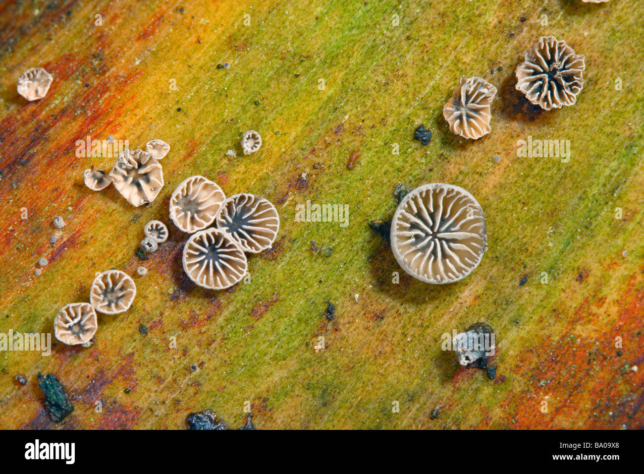 Huîtres fumées ou gelée noire, Resupinatus applicatus. Groupe de fructifications sur tronc pourri Banque D'Images