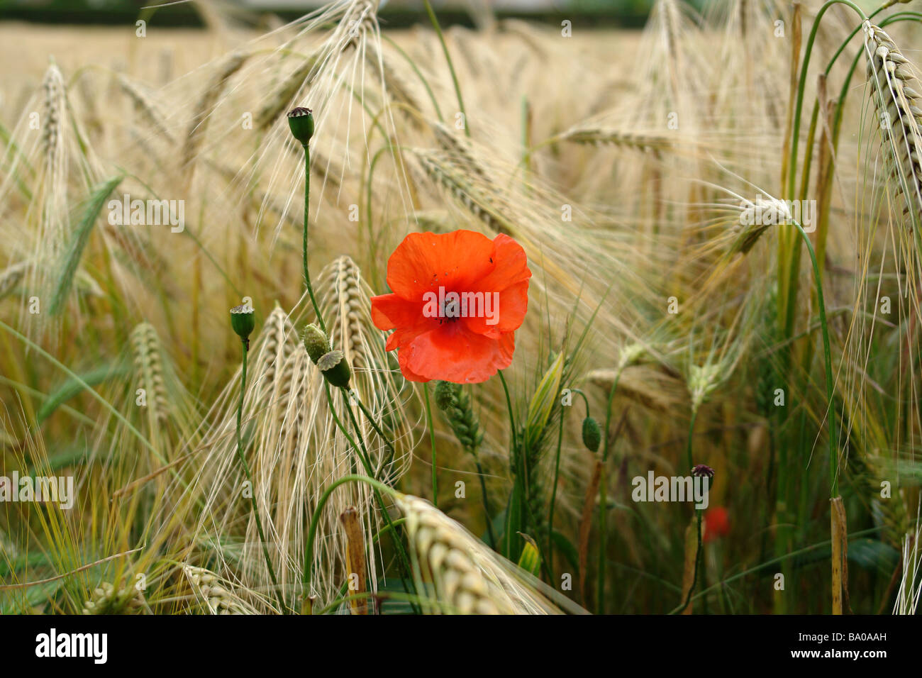 Wild red poppy - bouger doucement dans un champ de blé avec la brise. Banque D'Images