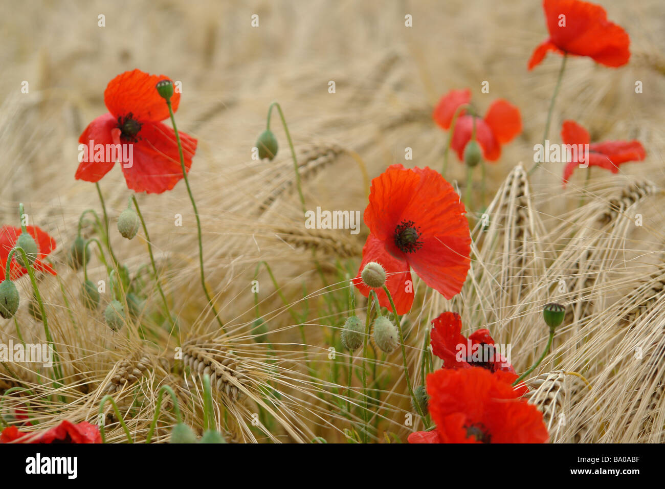 Wild red poppy - bouger doucement dans un champ de blé avec la brise. Banque D'Images