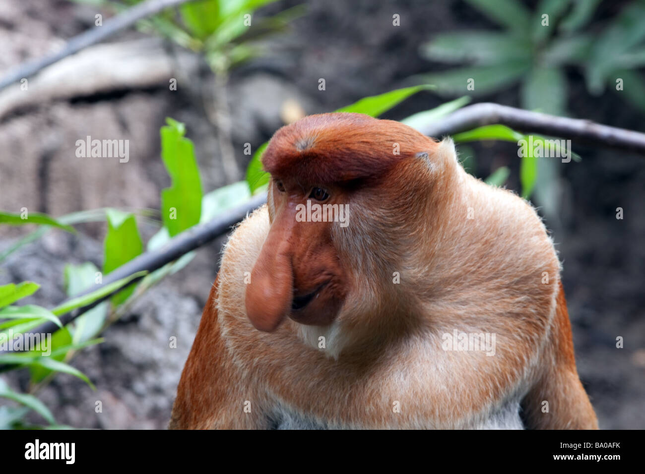 Close up of male proboscis monkey sur le plancher de la zone de mangrove de marée près de Sandakan Sabah Malaisie Banque D'Images