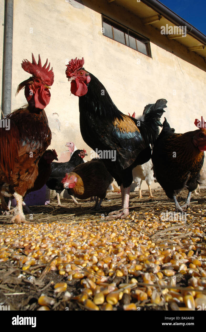 Poulets eating corn dans la cour d'une ferme italienne Banque D'Images