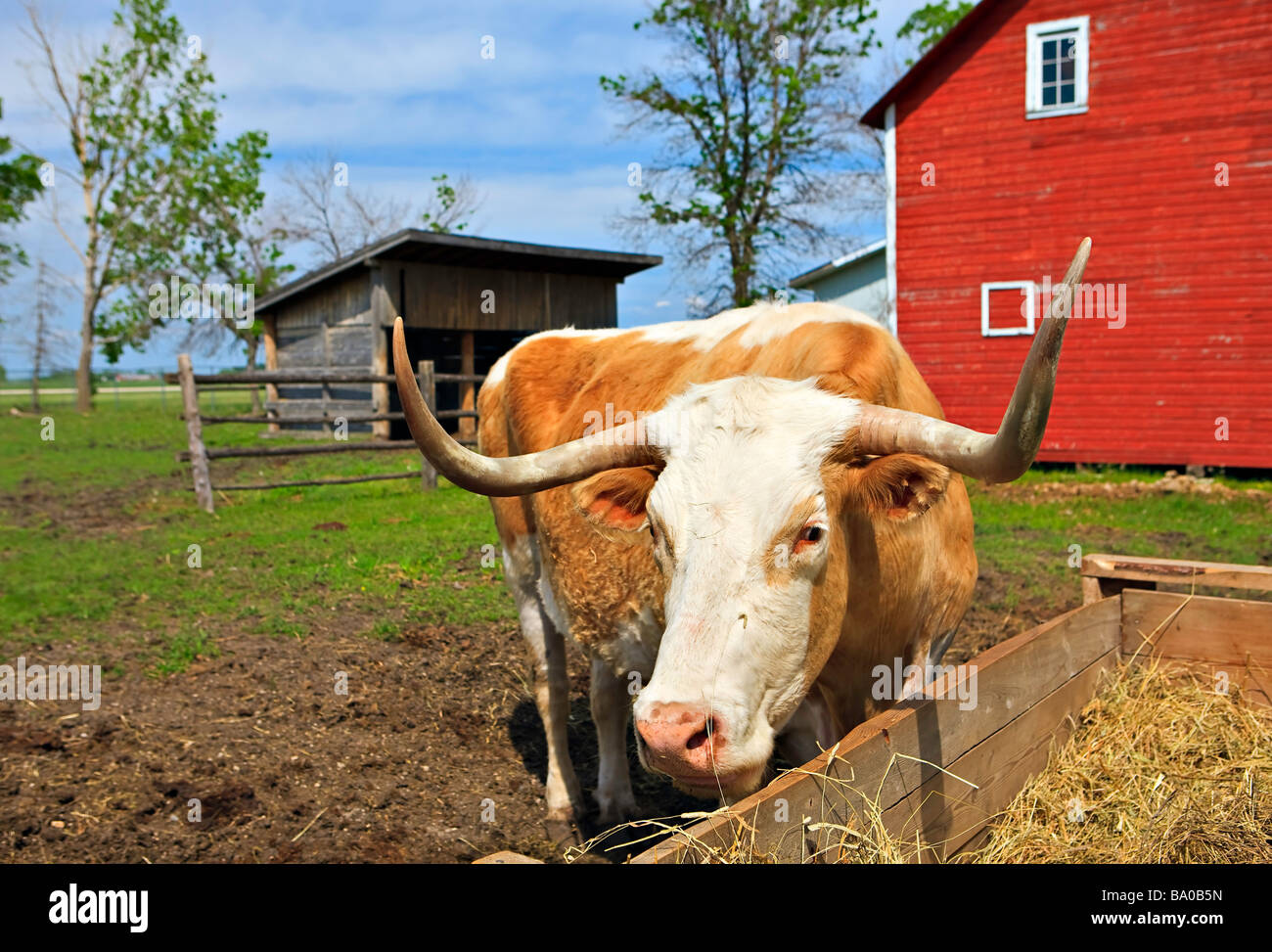 Bull pâturage sur le foin dans un enclos à côté de la grange de ferme au Mennonite Heritage Village, Steinbach, Manitoba, Canada. Banque D'Images