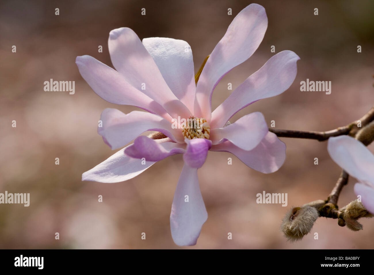 Magnolia x Loebneri Leonard Messel, Banque D'Images