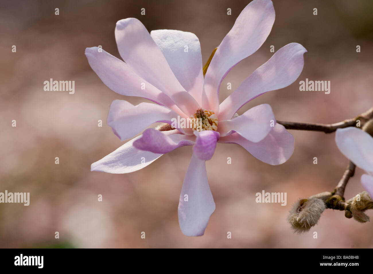 Magnolia x Loebneri Leonard Messel, Banque D'Images