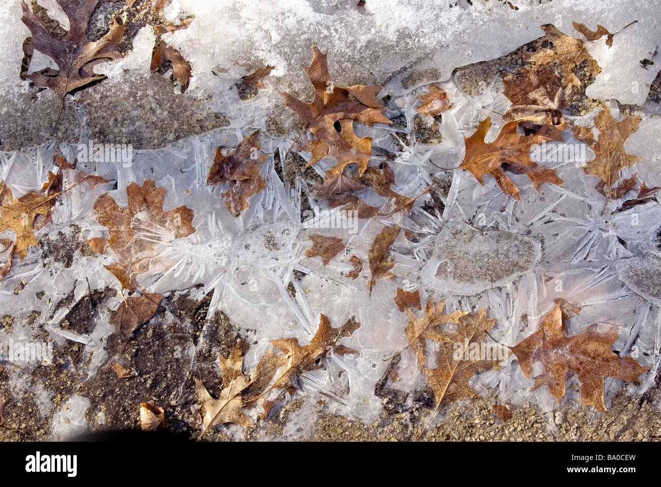 Des modèles dans des cristaux de glace et de feuilles séchées Banque D'Images