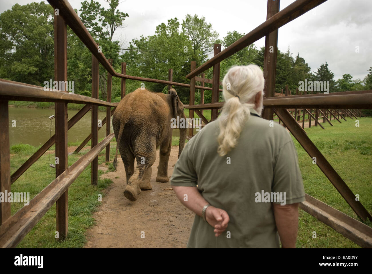 Riddle's Elephant and Wildlife Sanctuary dans Greenbrier, Arkansas. Banque D'Images