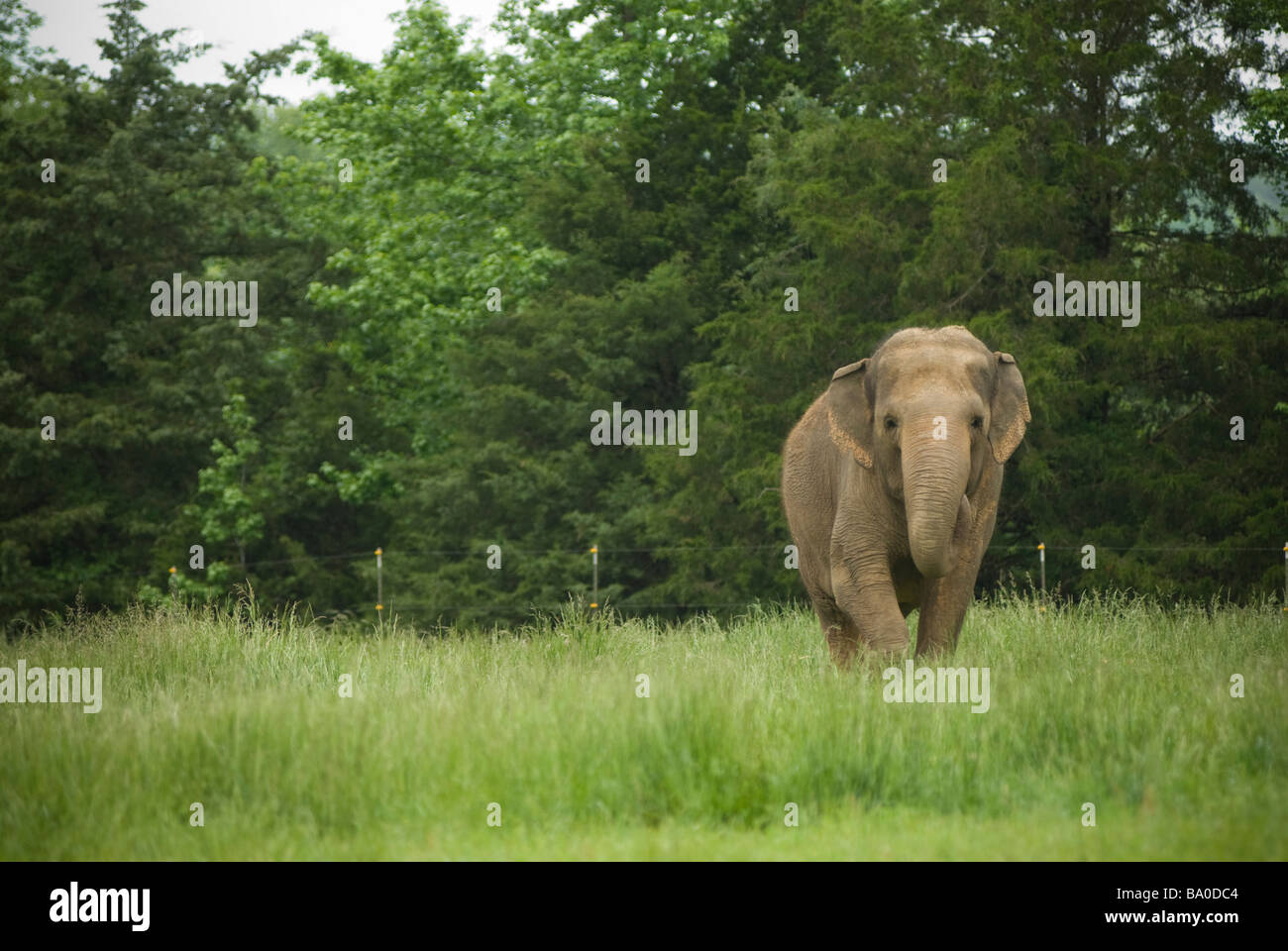 Riddle's Elephant and Wildlife Sanctuary dans Greenbrier, Arkansas. Banque D'Images