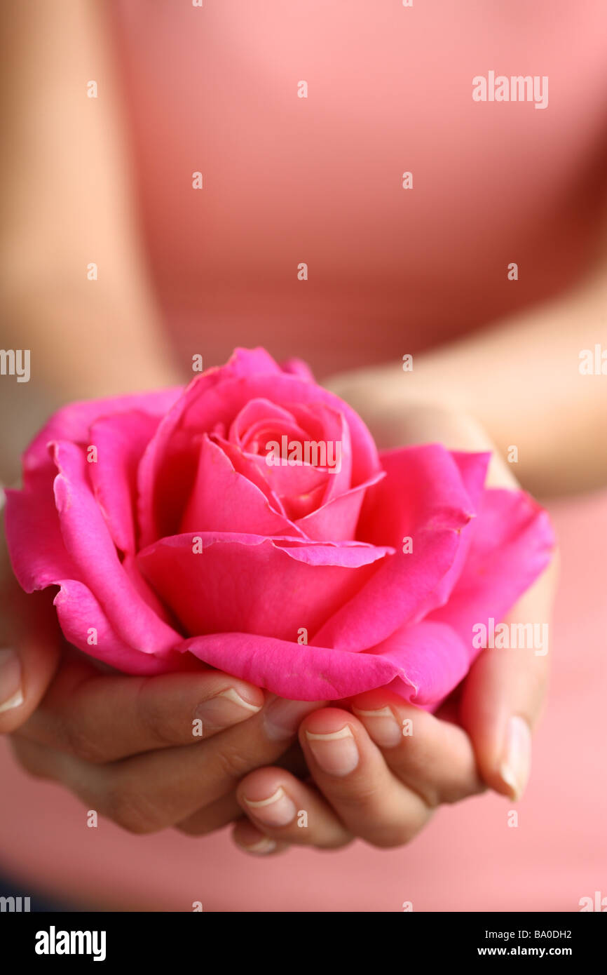 Hands holding rose rose blossom Banque D'Images