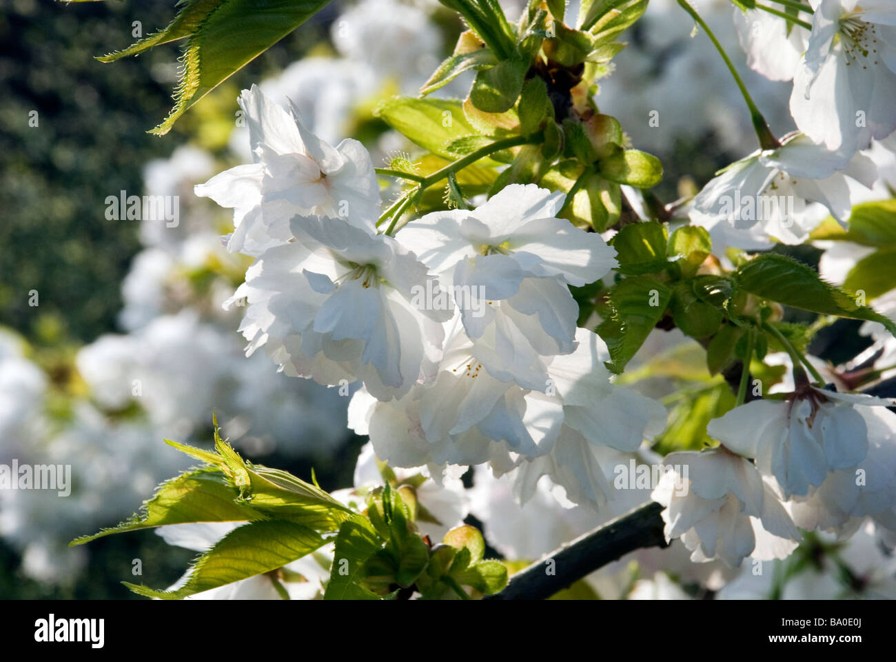 Fleur de cerisier blanc. Banque D'Images