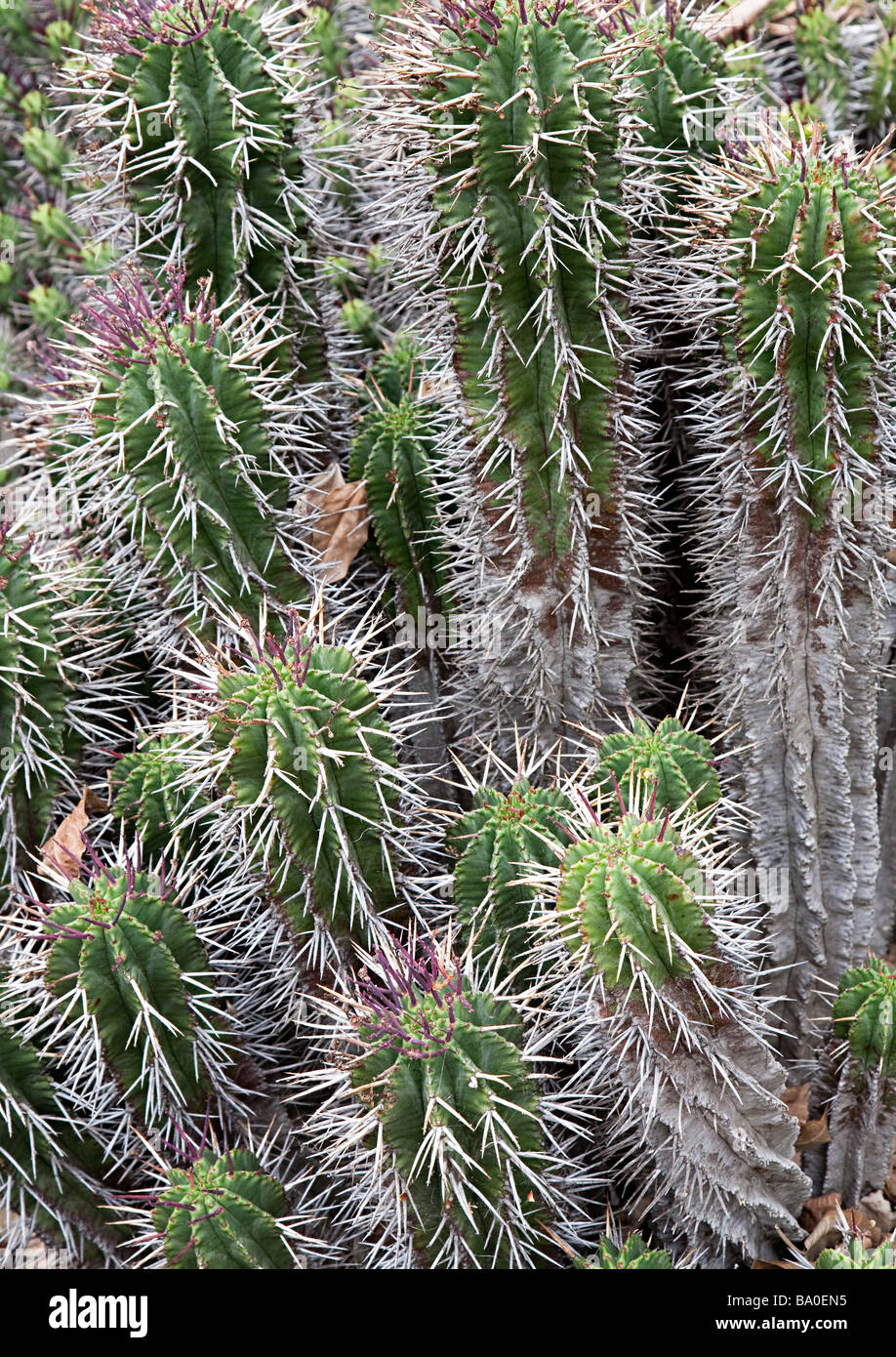 Euphorbia horrida cactus originaire d'Afrique australe Banque D'Images