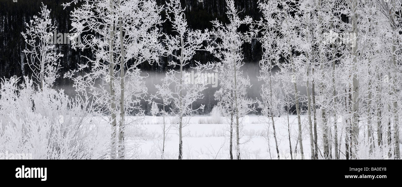 Panorama d'arbres et arbustes couverts de givre sur un matin froid d'Oxbow Bend Rivière Snake contre Signal Mountain, au Wyoming, USA Banque D'Images