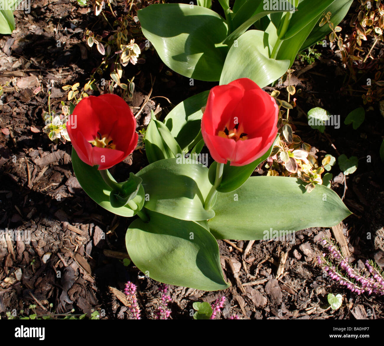 Tulipes rouges Oxfordshire Banque D'Images