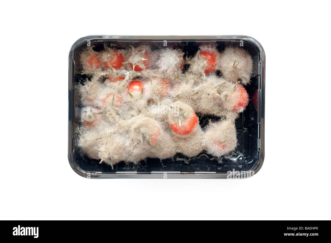 Sur vigne tomates cerises dans un bac en plastique avec environ 7 semaines de champignons sur un fond blanc. Banque D'Images