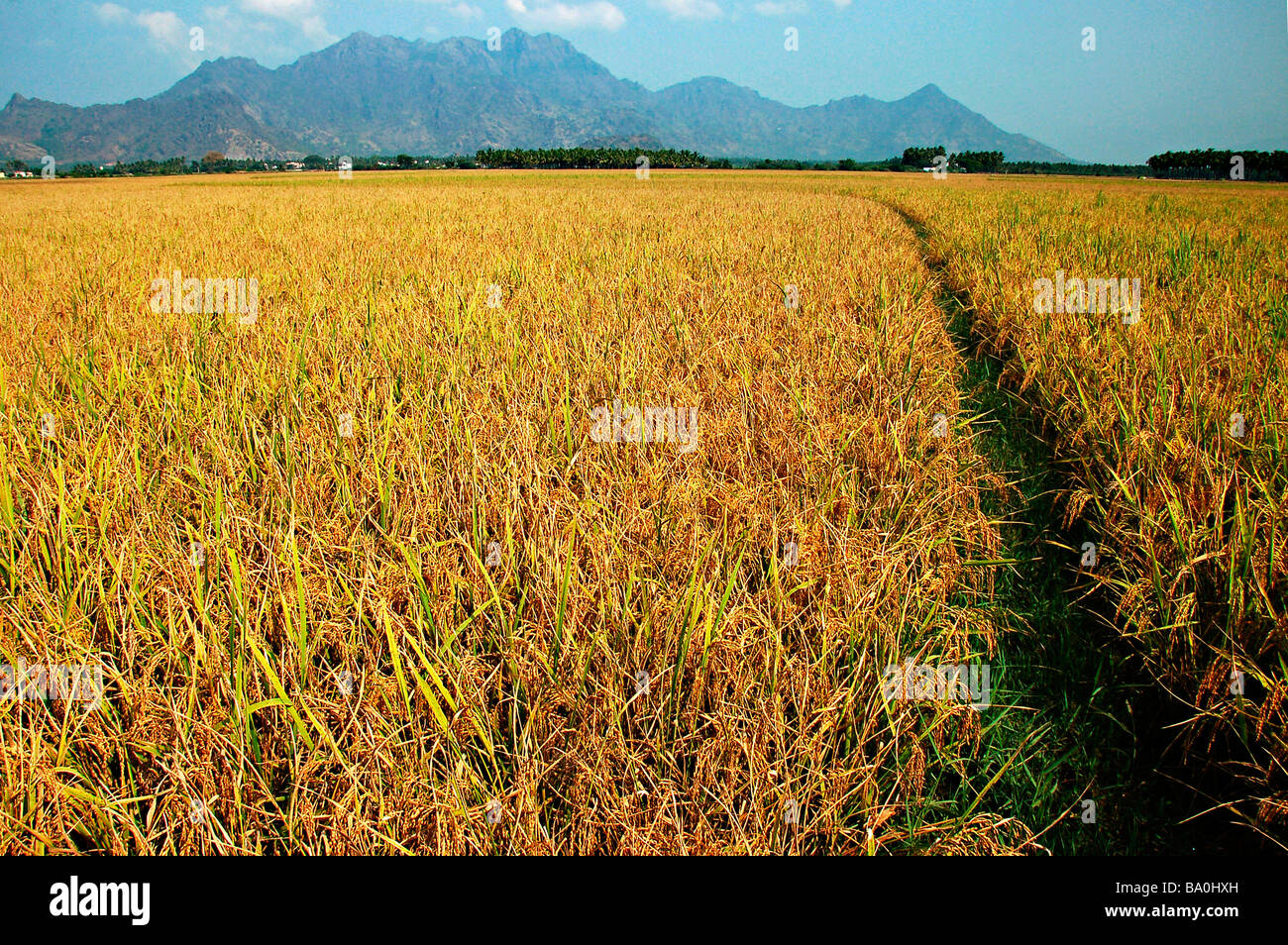 Un champ de riz à Kannyakumari District, Tamil Nadu Banque D'Images