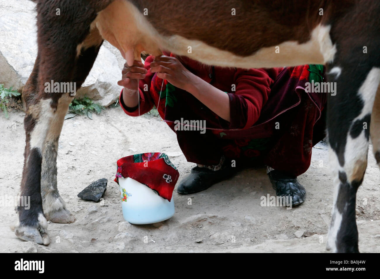 Femme tadjik, vache laitière Marguzor Marguzor, lacs, village de montagne du ventilateur, du Tadjikistan, de l'Asie centrale Banque D'Images