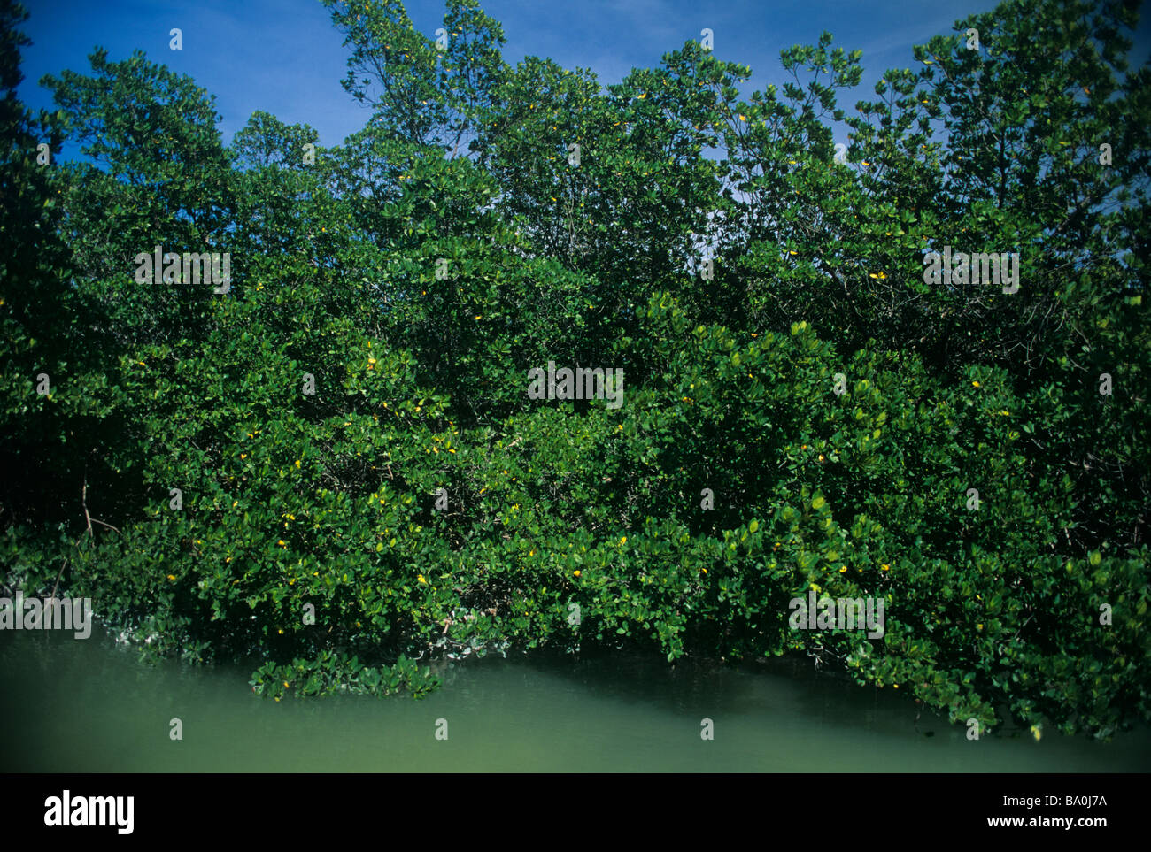 Red mangrove de touches contenu dans le Grand Héron blanc National Wildlife Refuge Florida Keys Banque D'Images