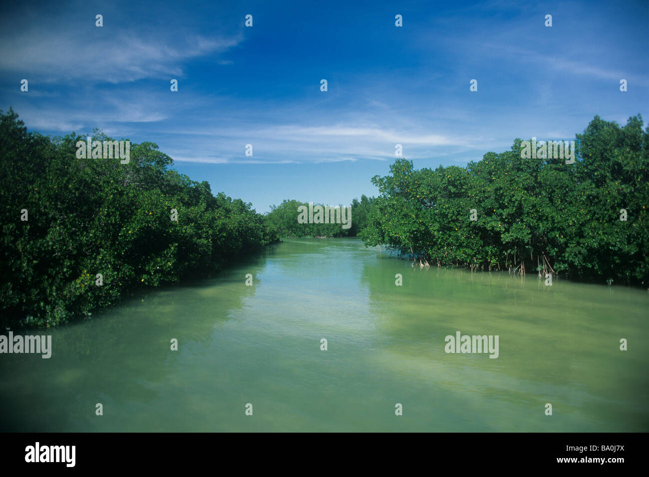 Red mangrove de touches contenu dans le Grand Héron blanc National Wildlife Refuge Florida Keys Banque D'Images