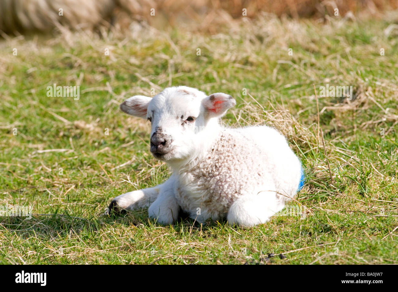 Un Blackfaced lamb sur la côte ouest de l'Écosse à Fléron Ross-shire en Écosse Royaume-uni 2273 SCO Banque D'Images