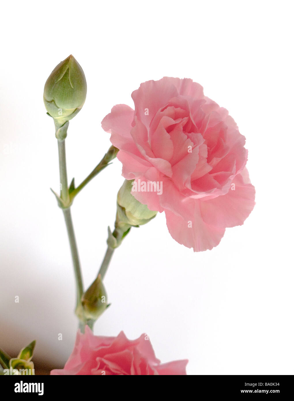 Vue rapprochée d'une fleur oeillet rose et vert bud Banque D'Images