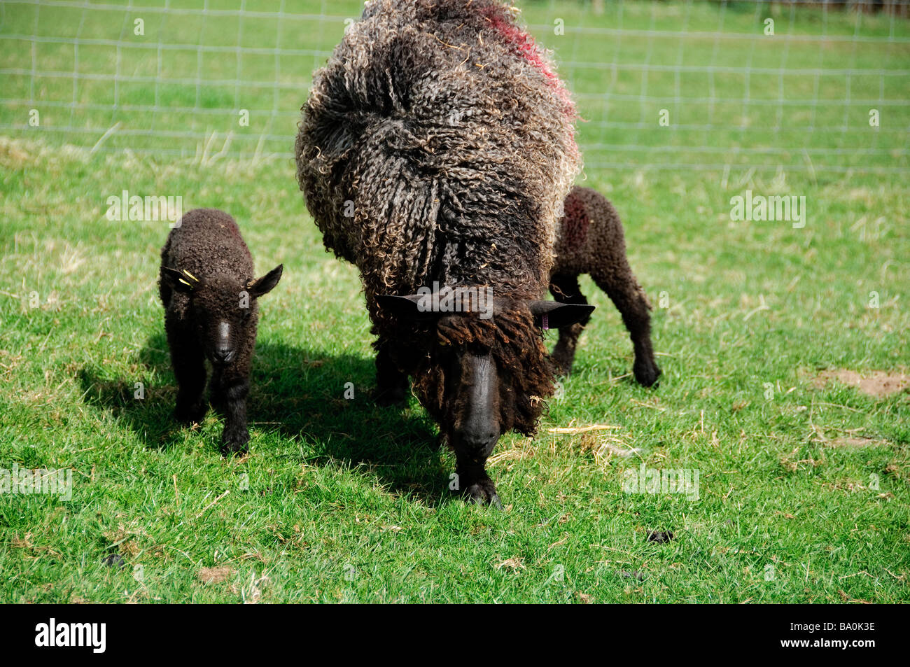 Une brebis Wensleydale noir avec deux agneaux dans la prairie de West End ferme près de Morpeth Banque D'Images