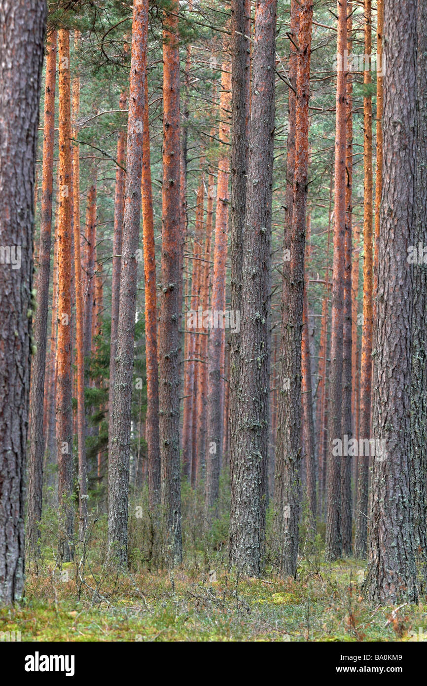 Pineforest dans le sud de l'Estonie Banque D'Images