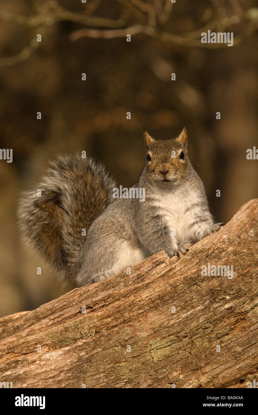 L'écureuil gris Sciurus carolinensis Banque D'Images
