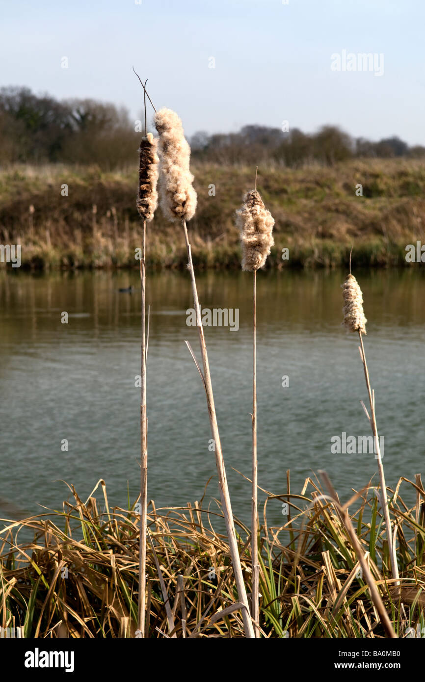 Graines duveteuses de joncs d'eau pris à Devizes, Wiltshire Banque D'Images