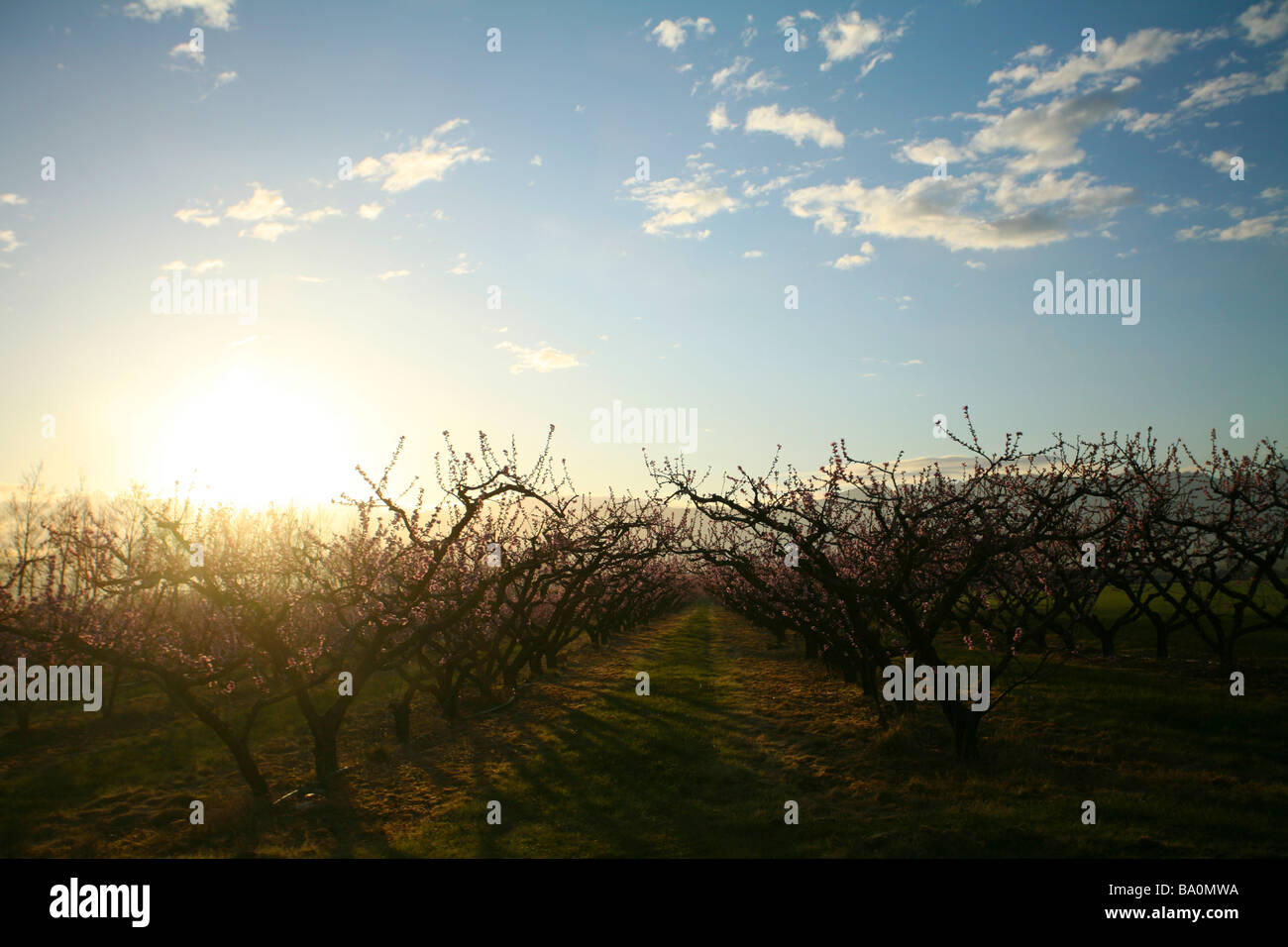 Le lever du soleil sur un verger d'arbres fruitiers Banque D'Images