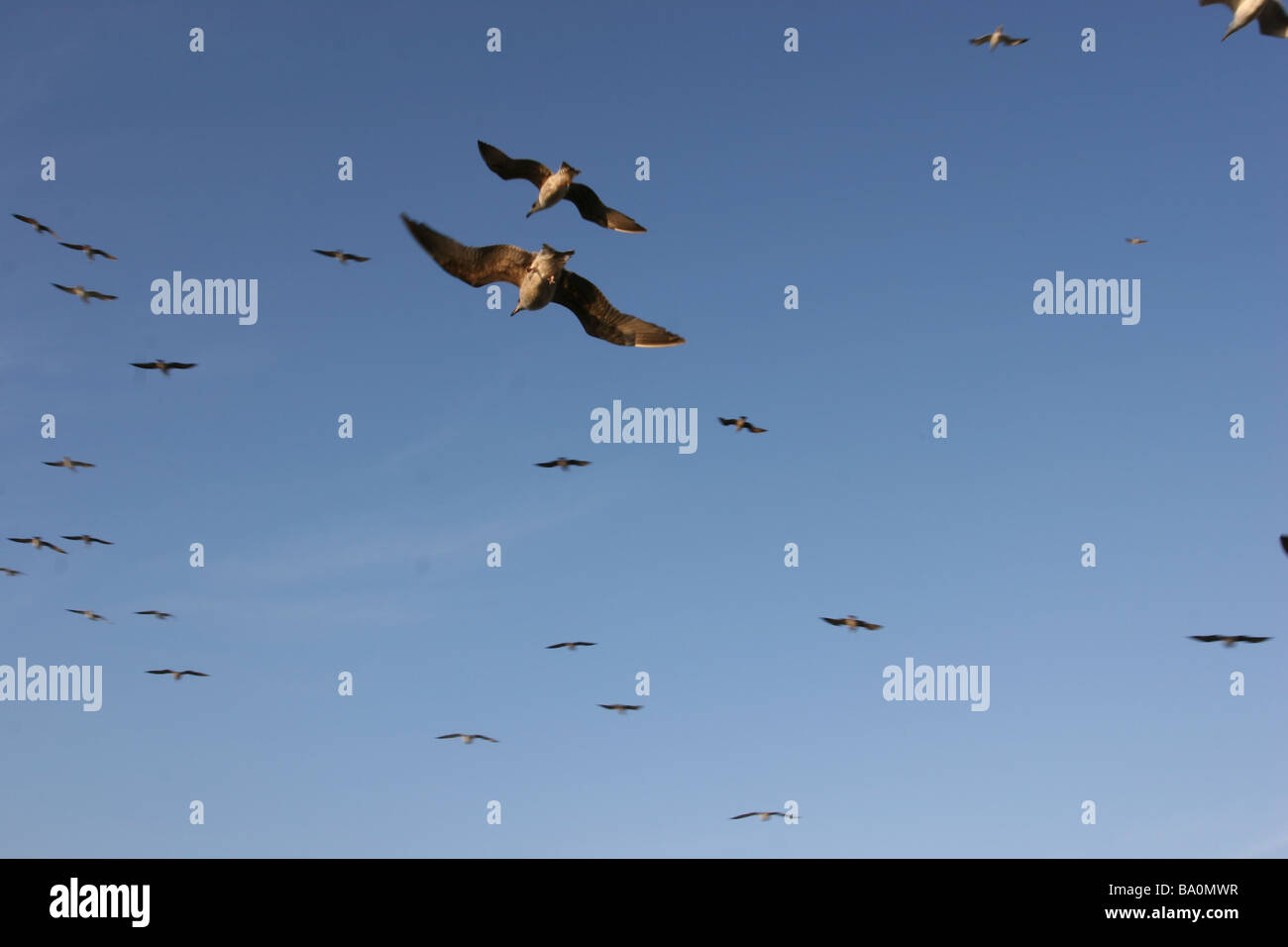 Les mouettes volent contre ciel bleu clair Banque D'Images