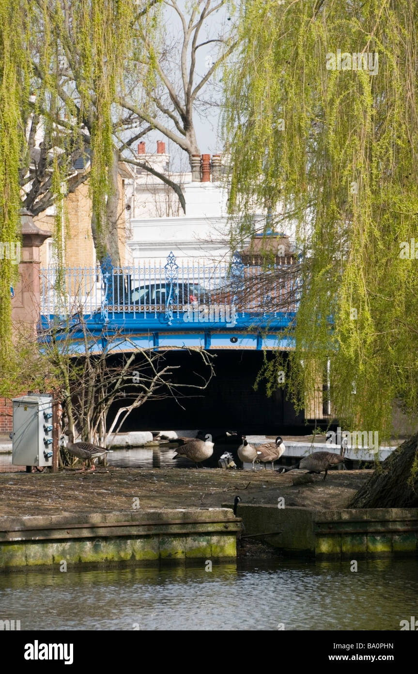 La petite Venise, Grand Union Canal et Canal Regent blue bridge, canards île sous saule pleureur arbre, printemps, London, UK, Europ Banque D'Images