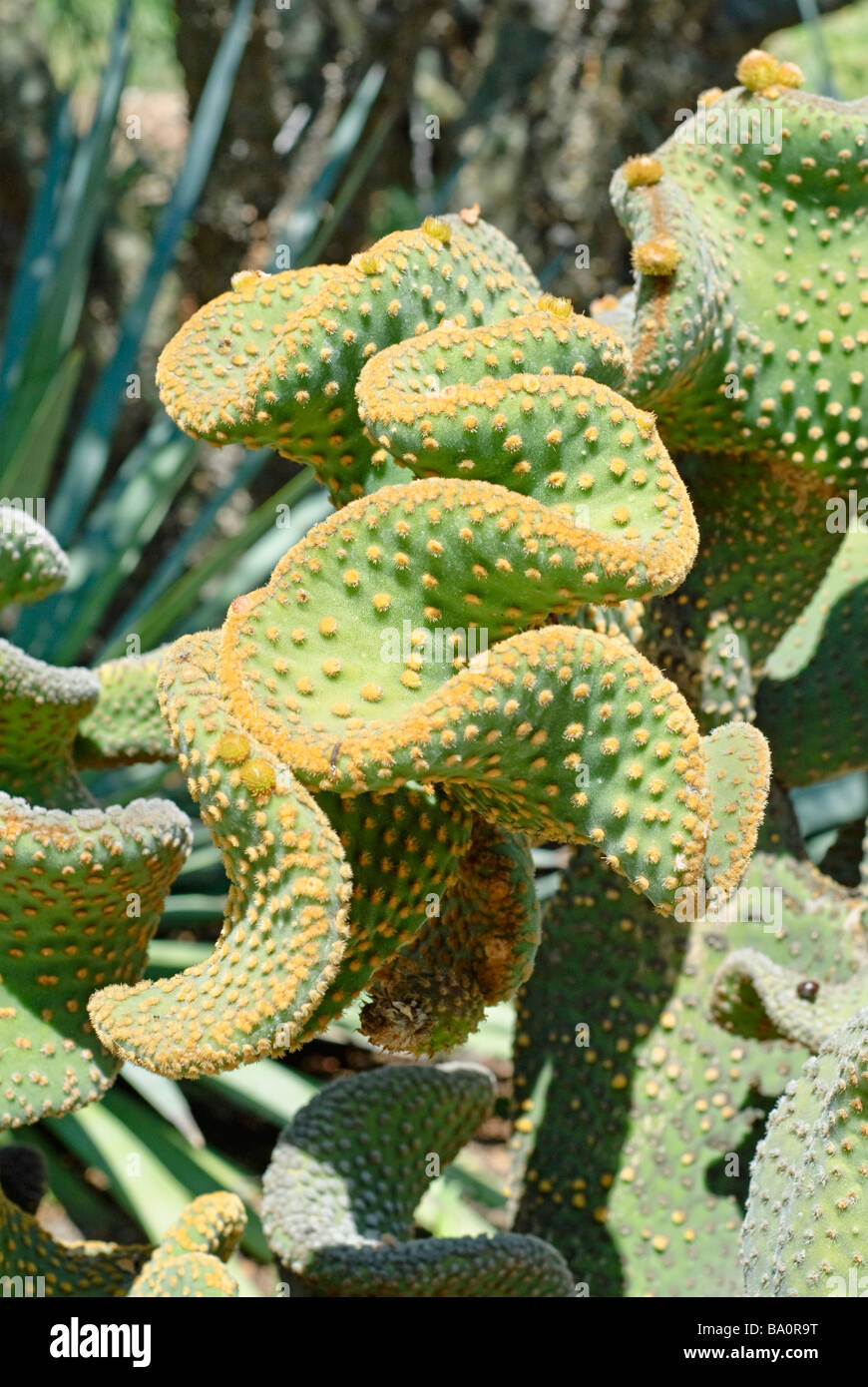 Polka Dot, cactus Opuntia microdasys Banque D'Images