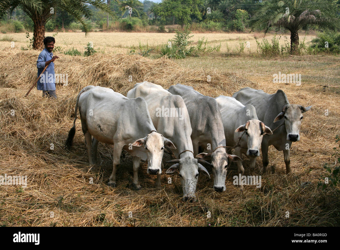 Agriculteur indien Riz battage avec cinq vaches brahmane Banque D'Images