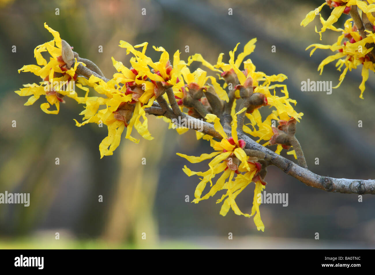 L'hamamélis Hamamelis intermedia fleurs close up Banque D'Images