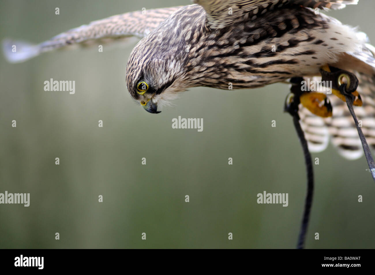 Close up d'un crécerelle (Falco tinnunculus) planant au cours de la chasse Banque D'Images