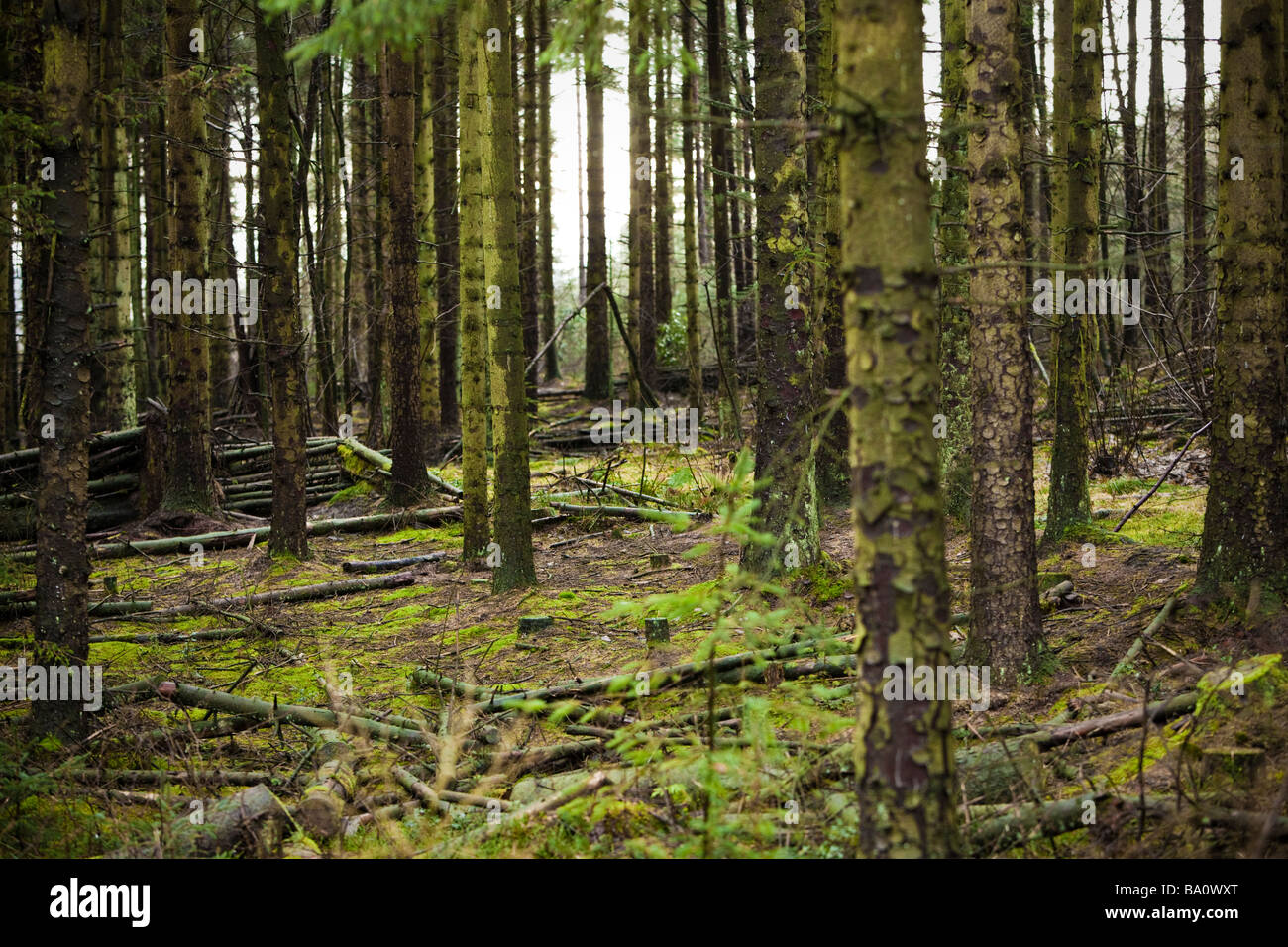 Une forêt dense de pins sylvestres UK Banque D'Images