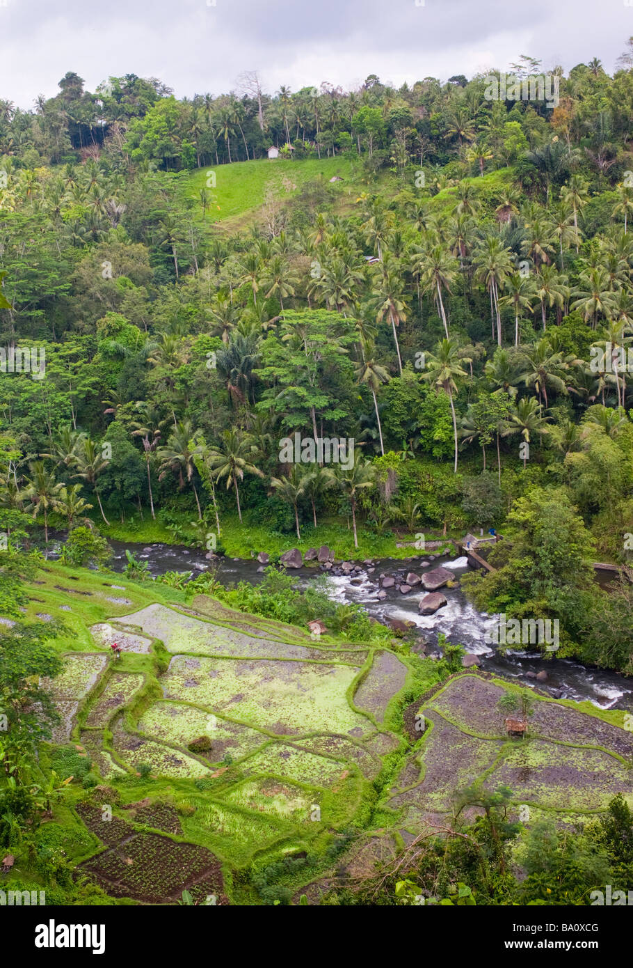Vue panoramique sur la vallée, les rizières et la rivière Ayung - Ubud, Bali, Indonésie Banque D'Images