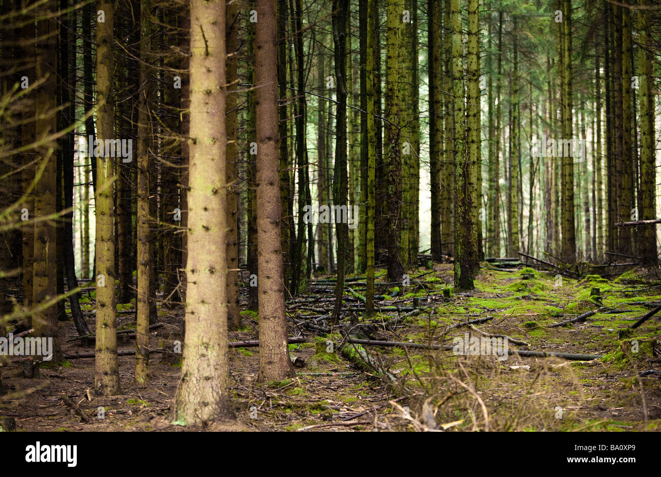 Une forêt dense de pins sylvestres UK Banque D'Images