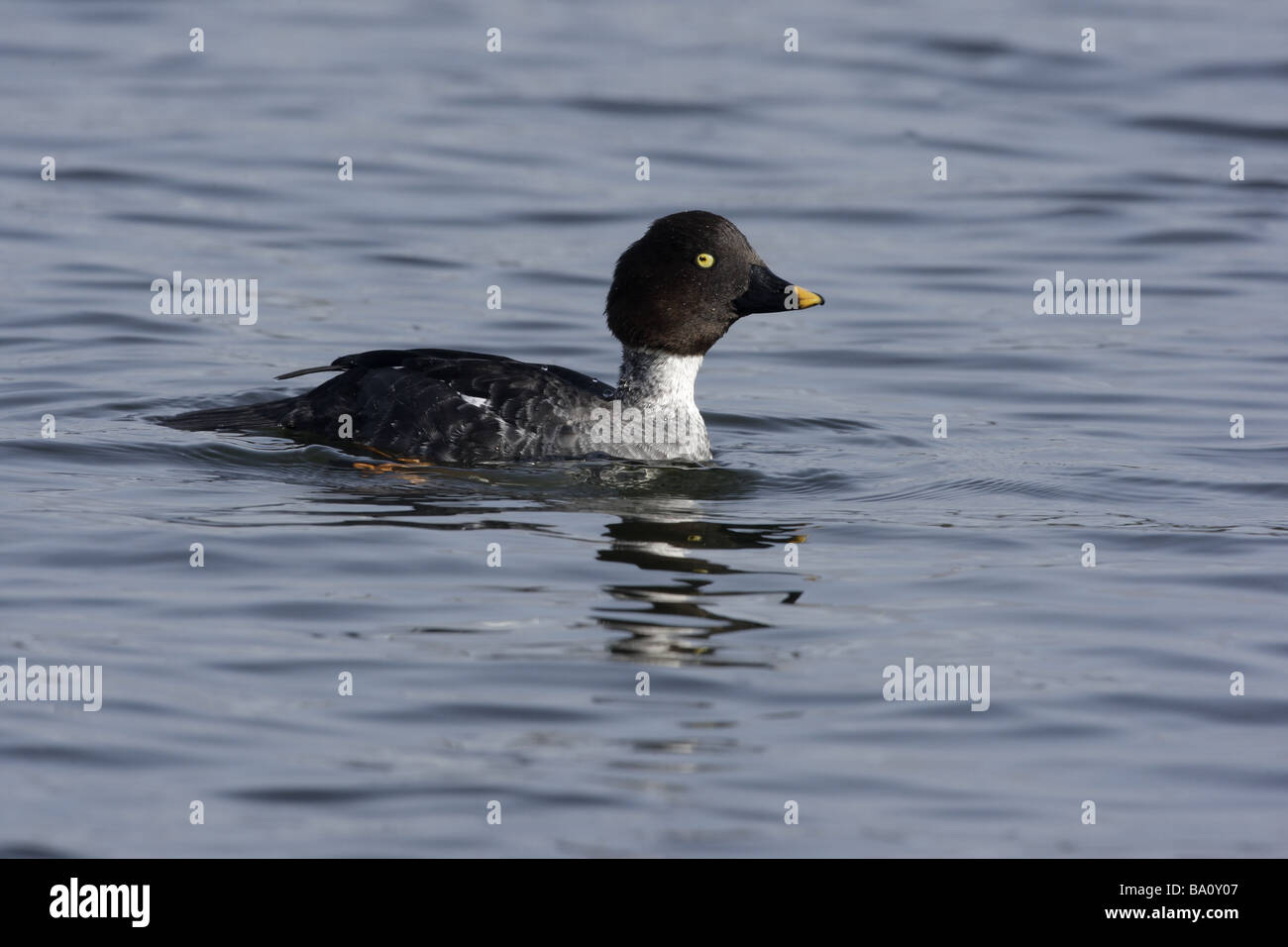 Goldeneye Bucephala clangula femme hiver Ecosse Banque D'Images