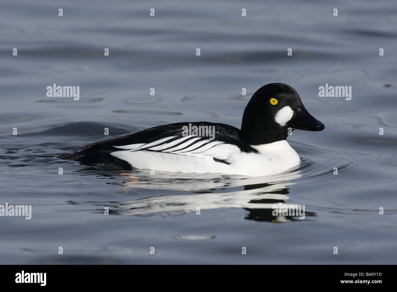 Goldeneye Bucephala clangula homme hiver l'Ecosse Banque D'Images