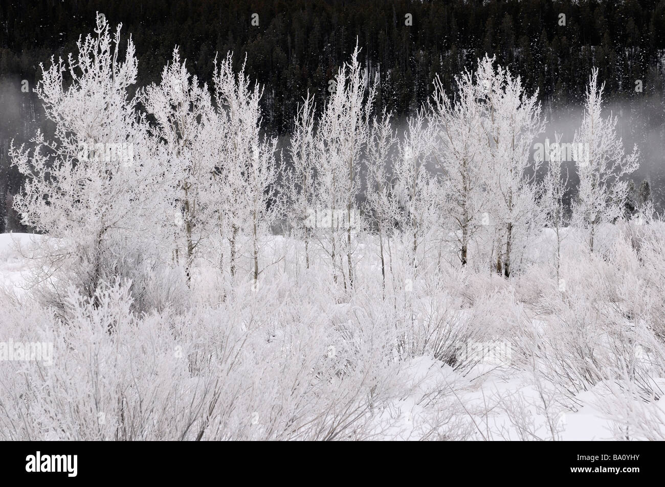 Arbres et arbustes couverts de givre sur un matin froid à Oxbow Bend sur la rivière Snake contre signal mountain dans le grand teton wyoming Banque D'Images