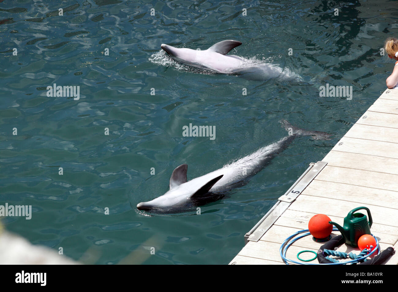 Close-up de deux dauphins captifs appartenant au Dolphin Quest, Bermuda Maritime Museum, Royal Naval Dockyard, Bermudes Banque D'Images