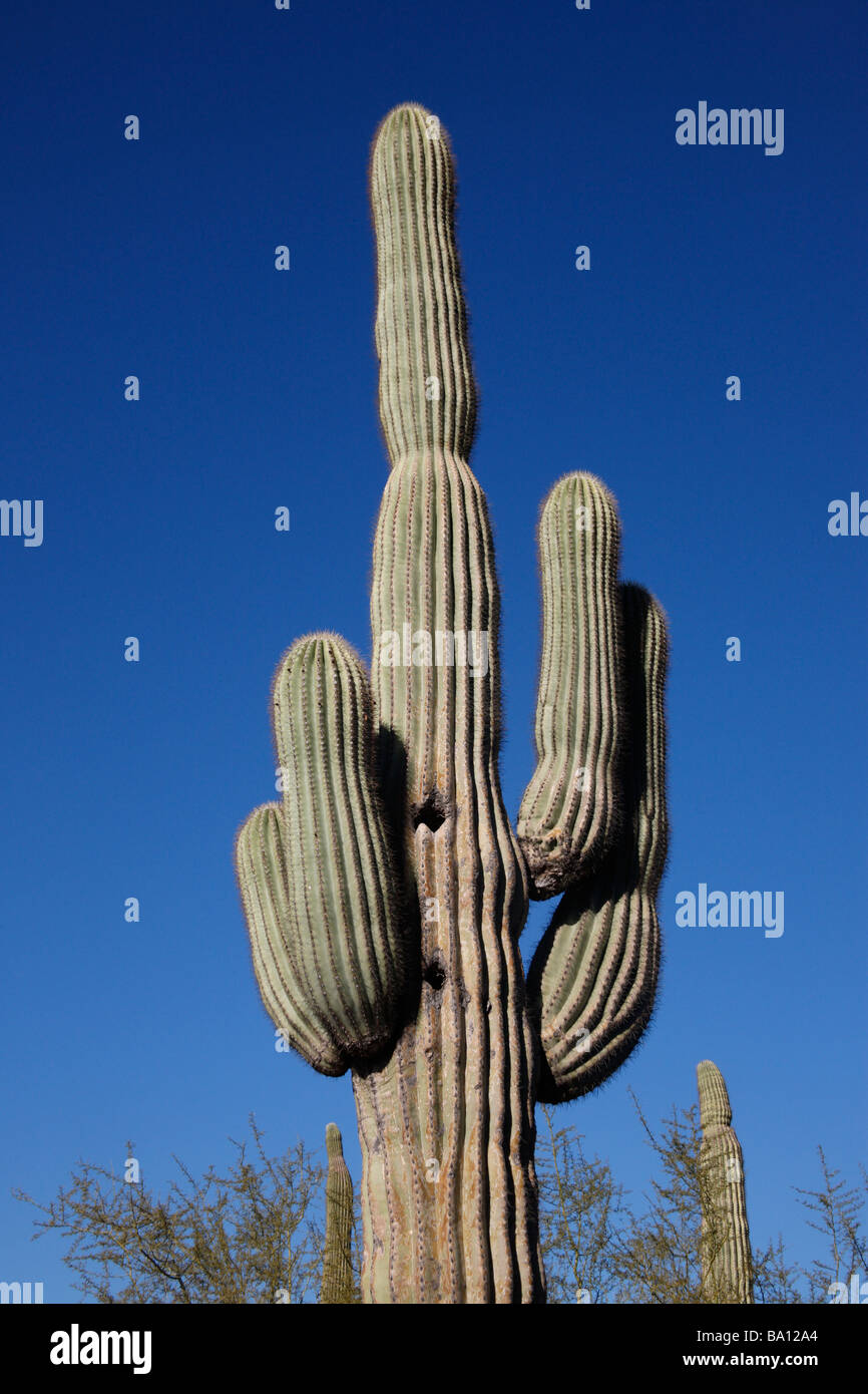 Saguaro cactus Carnegiea gigantea Arizona USA Banque D'Images