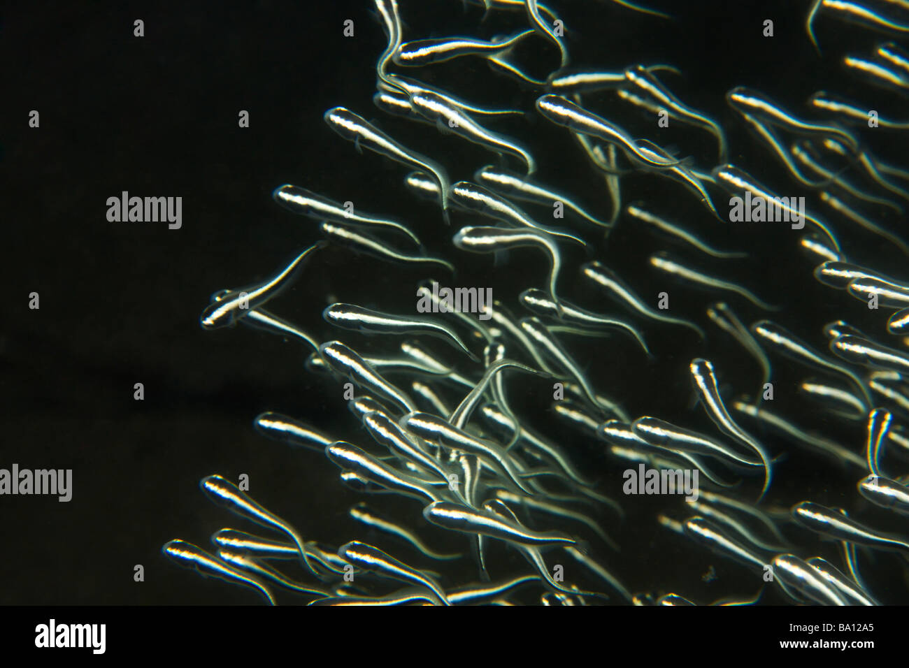 Poisson Chat Raye Bebe Plotosus Lineatus Dumaguete Negros Island Philippines En Asie Du Sud Est Photo Stock Alamy