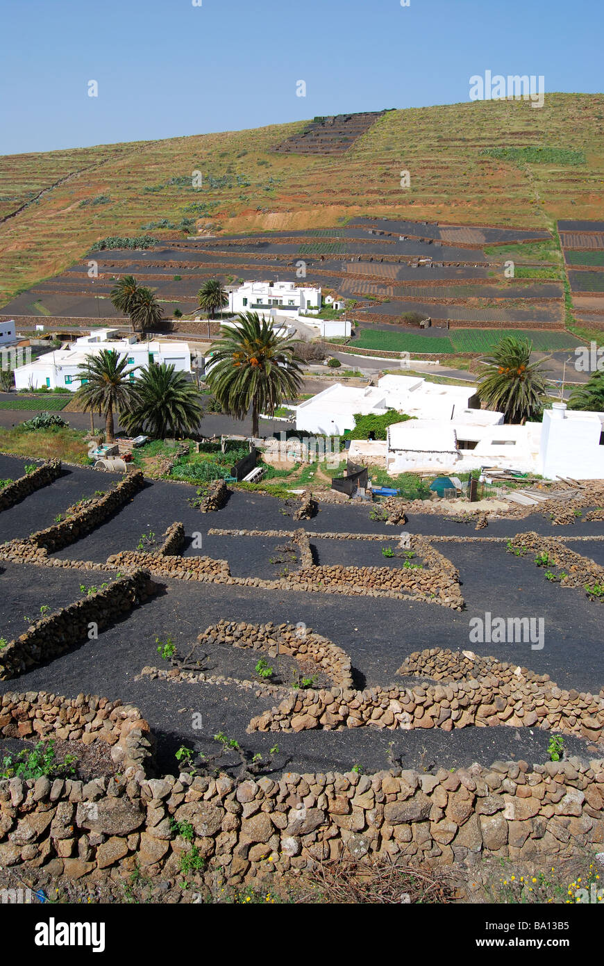 Les cultures qui poussent dans les refuges, Los Valles, Lanzarote, îles Canaries, Espagne Banque D'Images