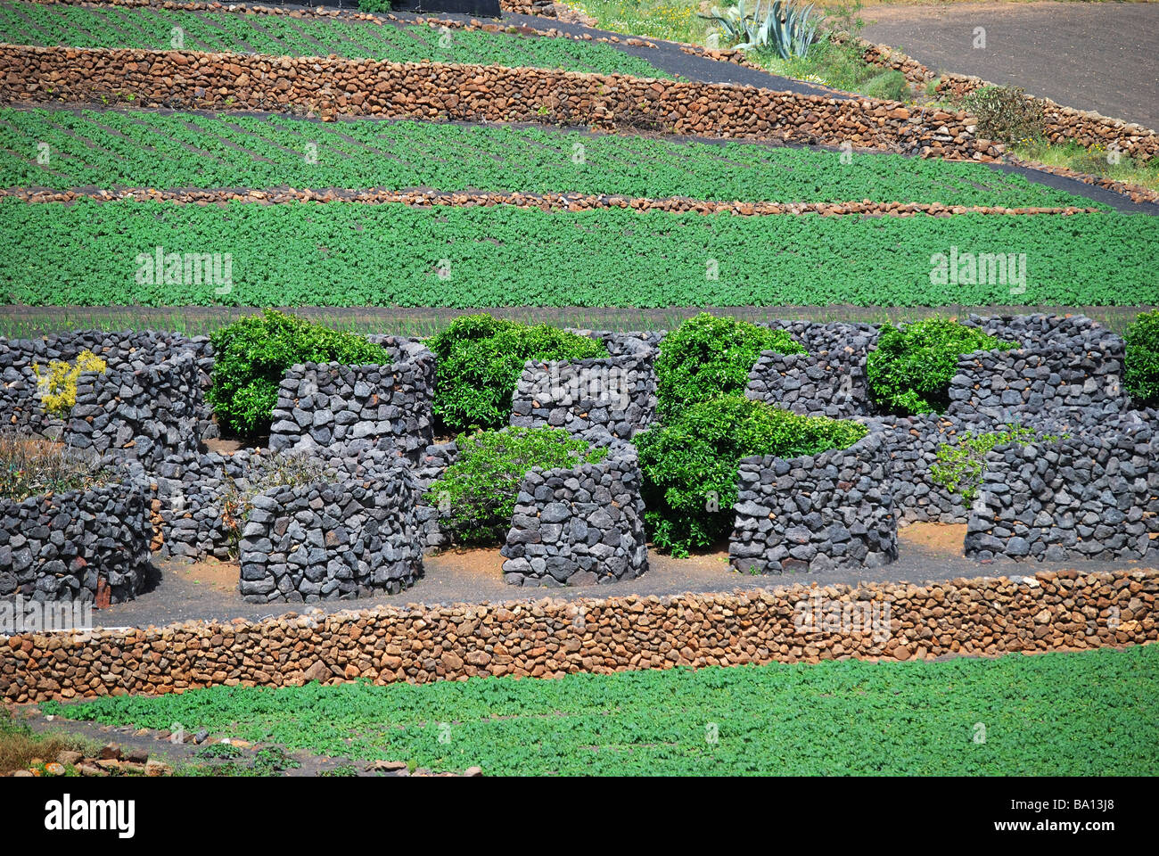 Les cultures qui poussent dans les refuges, Los Valles, Lanzarote, îles Canaries, Espagne Banque D'Images