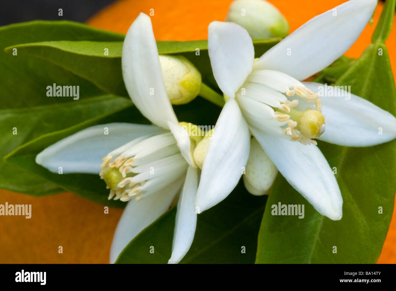 Fleurs orange fruits avec en arrière-plan. Banque D'Images