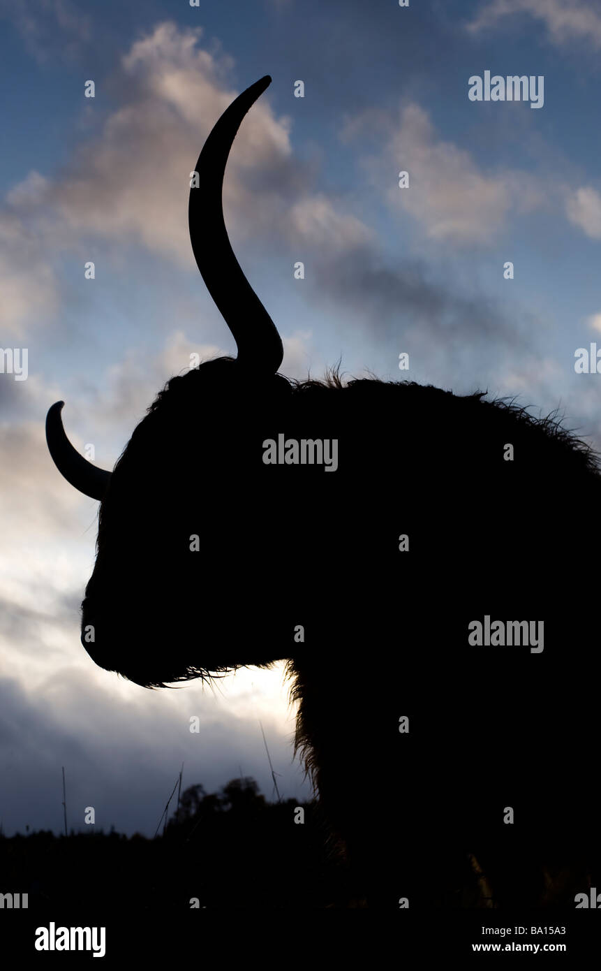 Silhouette de vache highland cairngorms Banque D'Images