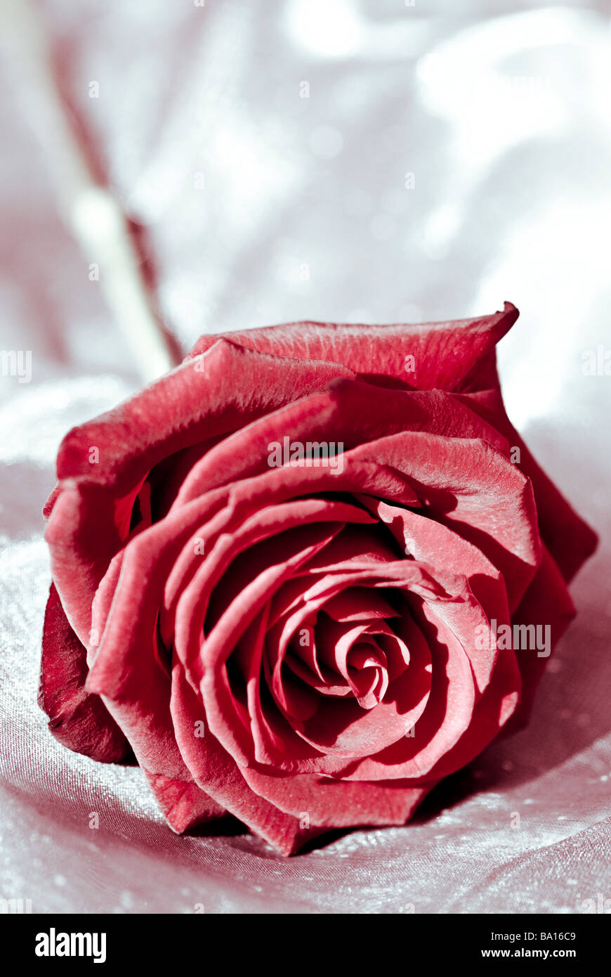 Close up of simple tige rose rouge sur fond argenté, selective focus Banque D'Images